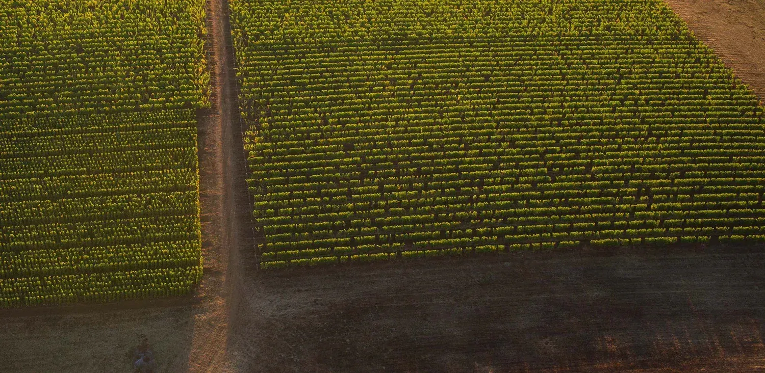 Aerial view of a farm field with rows of green crops divided by a dirt road.
