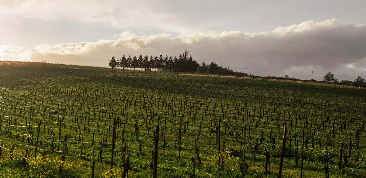 Vineyard with rows of plants on a grassy hill, at Evening Land vineyard.