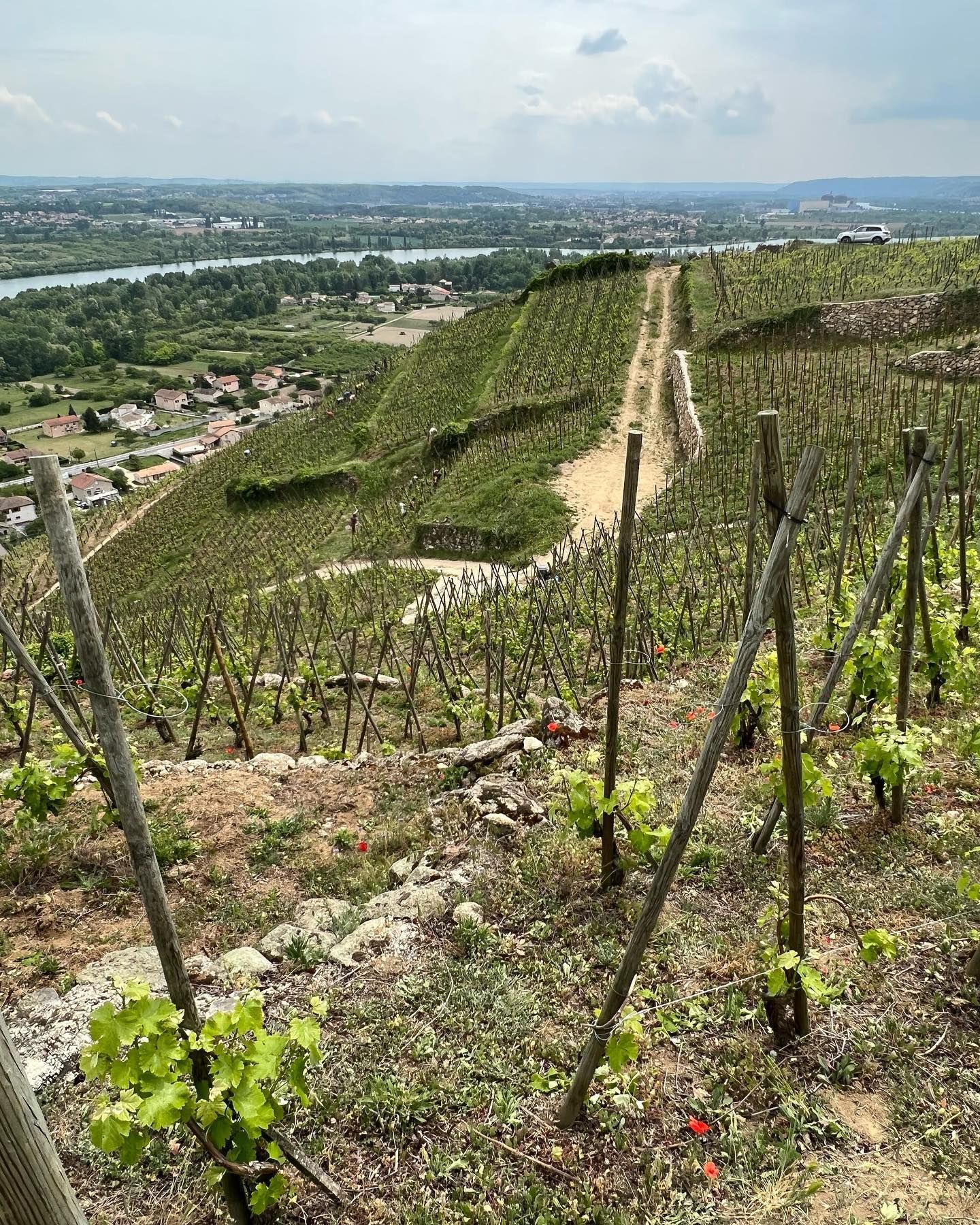 Francois Villard vineyard on a hillside overlooking a river. Rows of grape vines with young leaves.