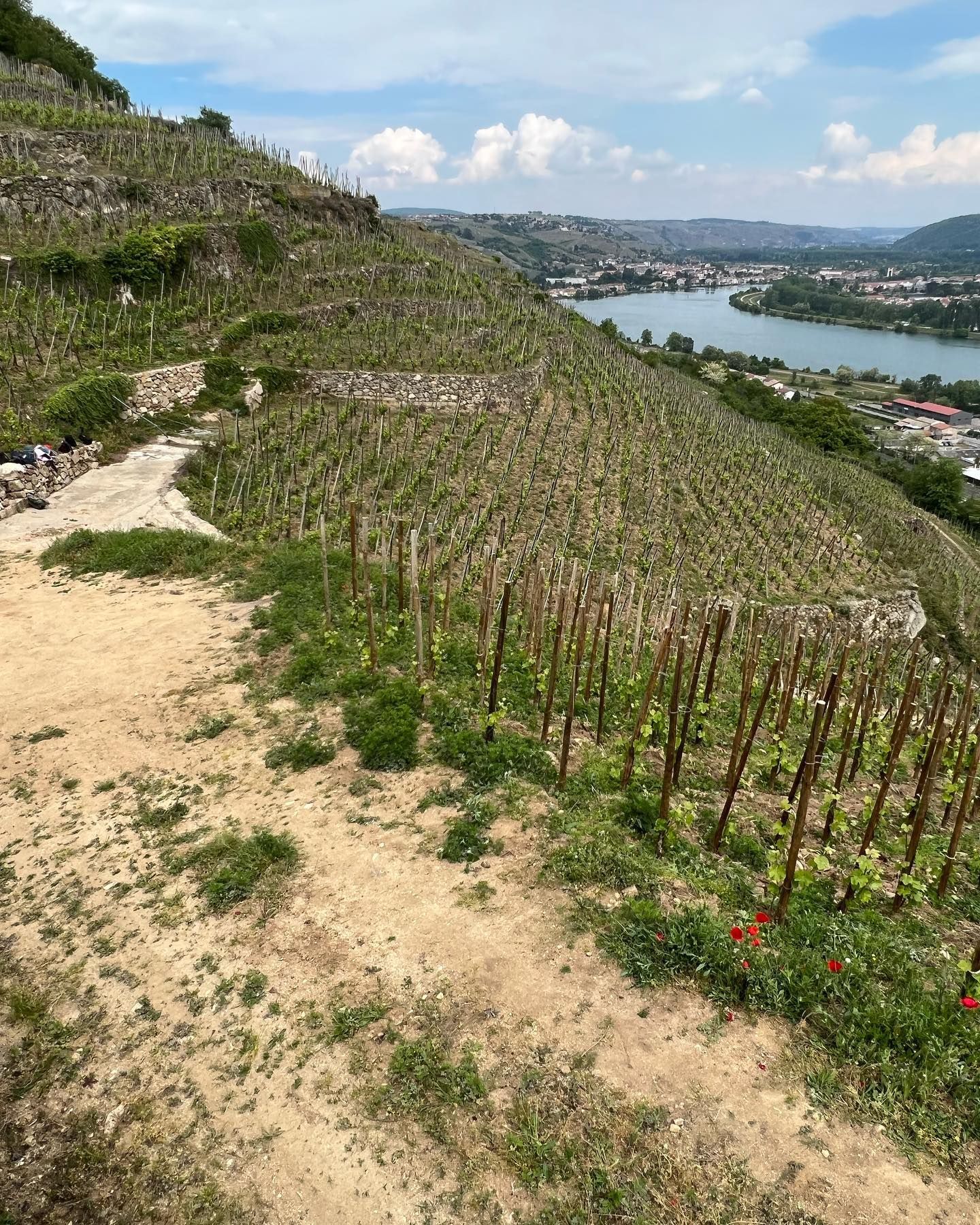 Francois Villard vineyard on a hillside overlooking a river and town under a blue sky. Rows of vines with wooden posts.