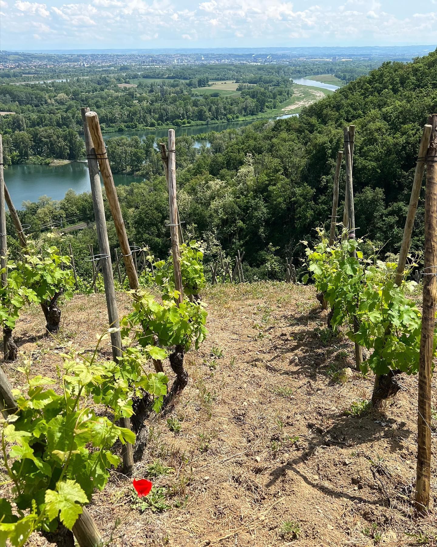 Francois Villard vineyard on a hillside overlooking a lake and river, sunny day with green foliage and blue sky.