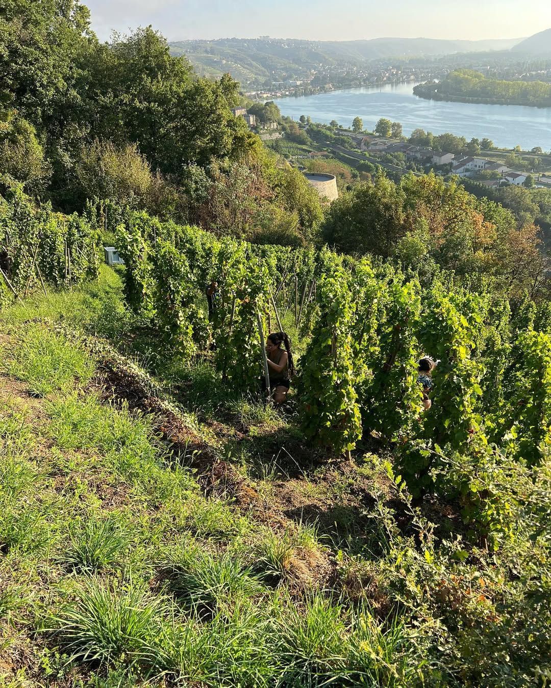Francois Villard vineyard on a hillside overlooking a river. People tending the vines. Sunlight.