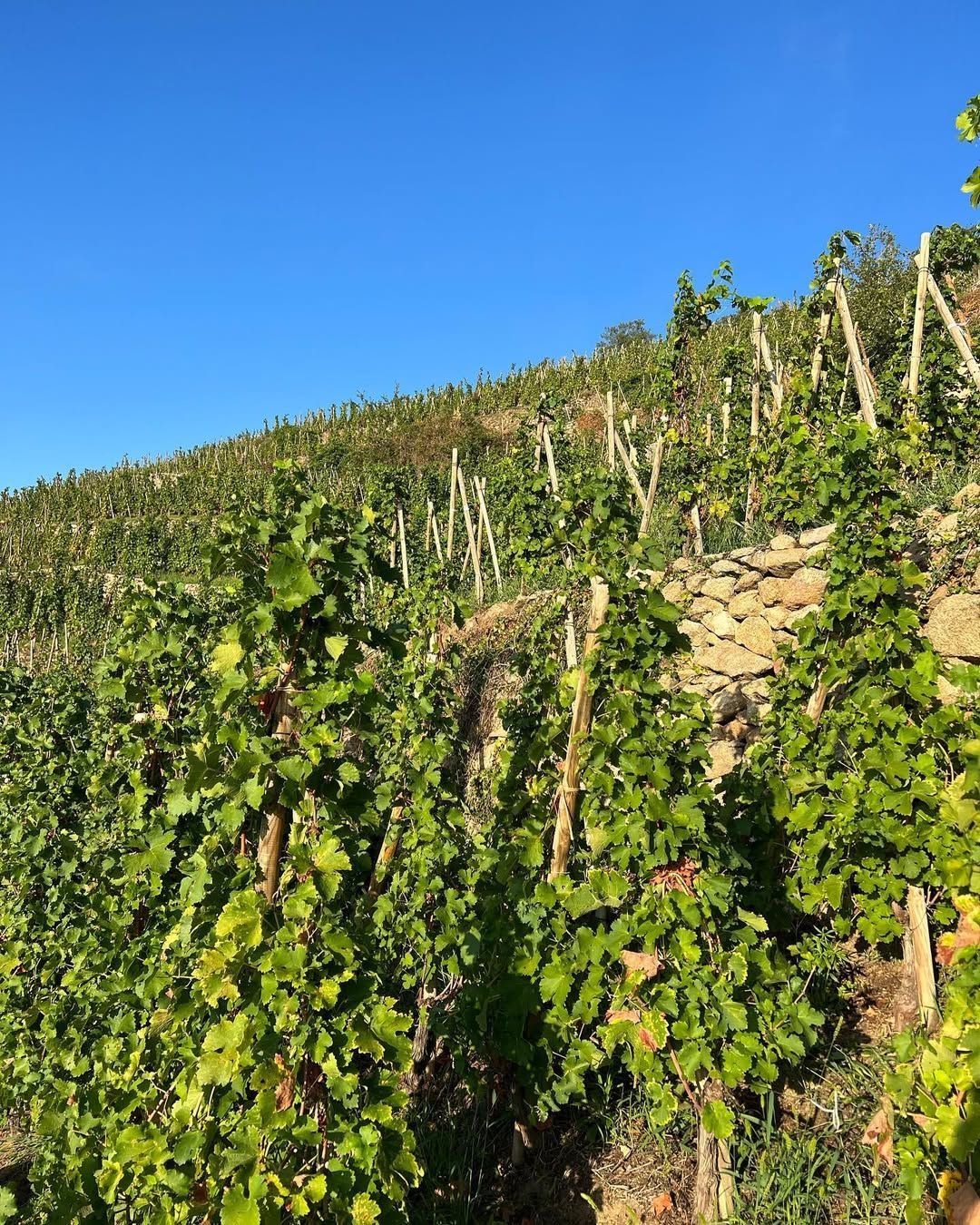 Francois Villard vineyard on a hillside with stone walls and wooden stakes against a clear blue sky.