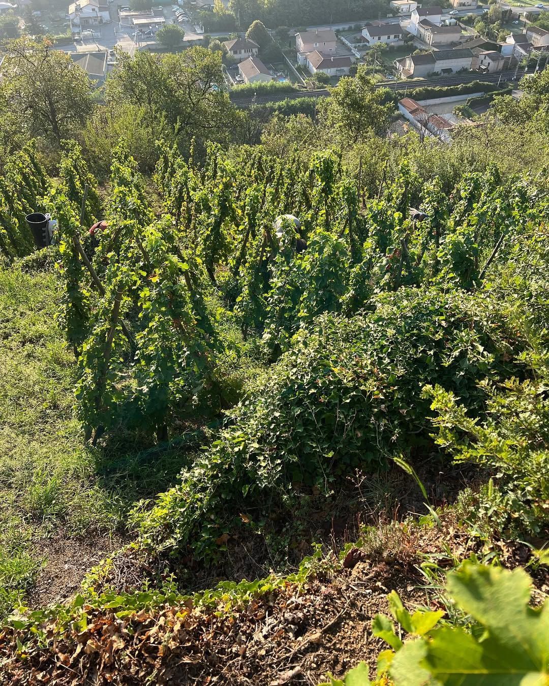 Francois Villard vineyard on a hillside, green grape vines with a town in the background.