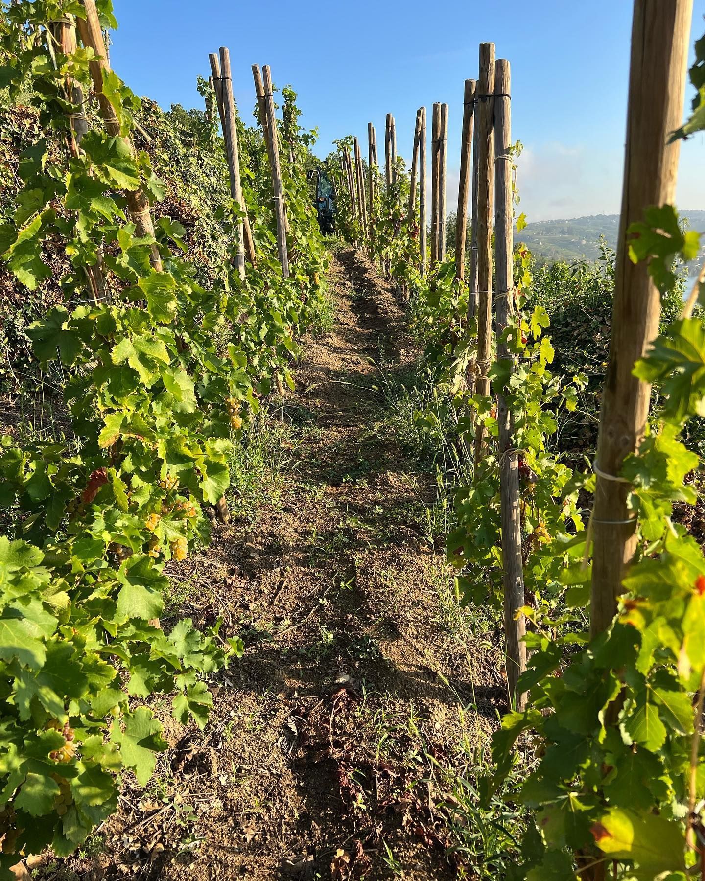Rows of grapevines supported by wooden posts in Francois Villard vineyard, with a dirt path leading toward the horizon.