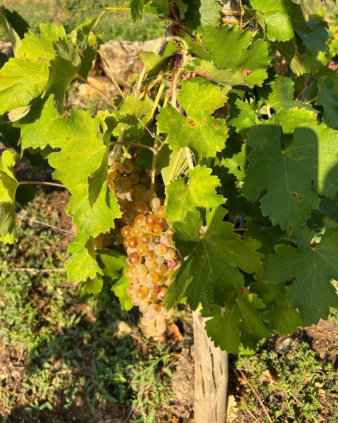 Grapes ripening on Francois Villard vineyard, creamy yellow-green bunch surrounded by green leaves.