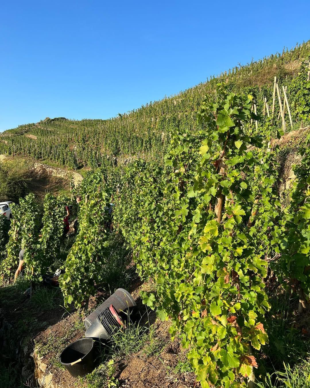 Francois Villard vineyard on a hillside under a blue sky; workers harvest grapes.
