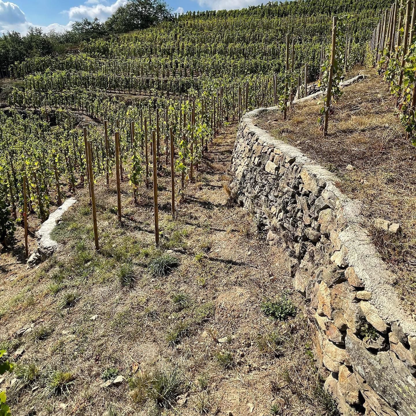 Vineyard on a hillside with stone retaining walls and rows of grape vines.