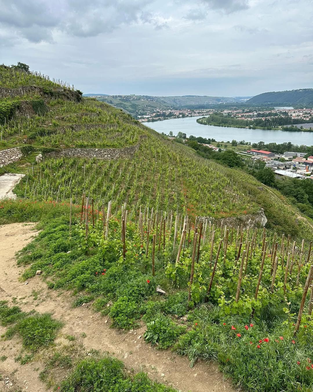 Francois Villard vineyard on a hillside overlooking a river and city under a cloudy sky.