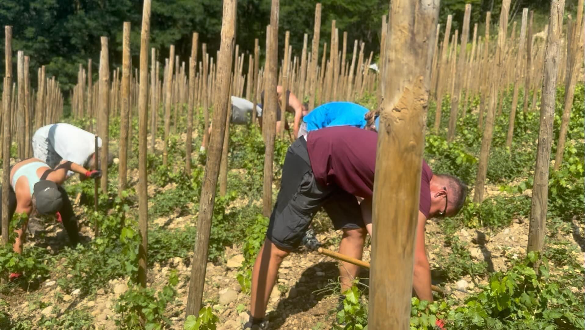 People working in Francois Villard vineyard, bending over rows of plants between wooden stakes.