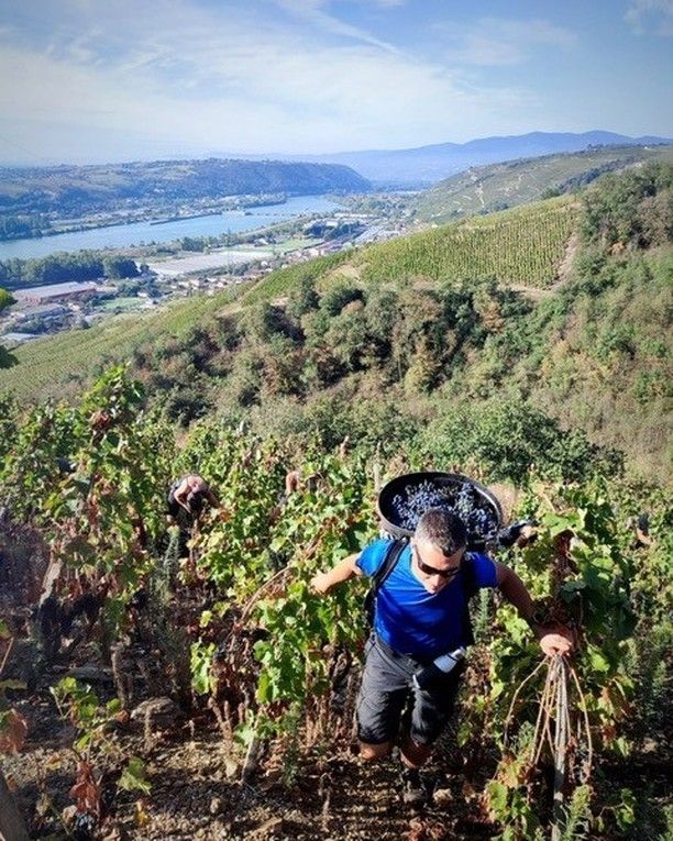 Man hiking through Francois Villard vineyard on hillside, carrying a basket.