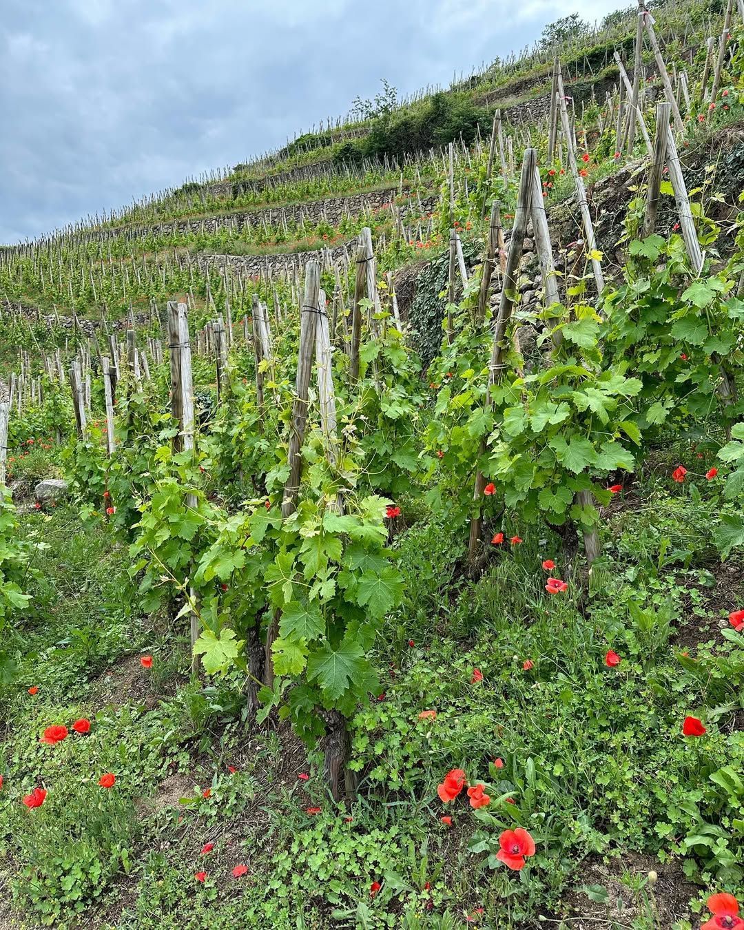 Francois Villard vineyard on a hillside with rows of grapevines supported by wooden posts.