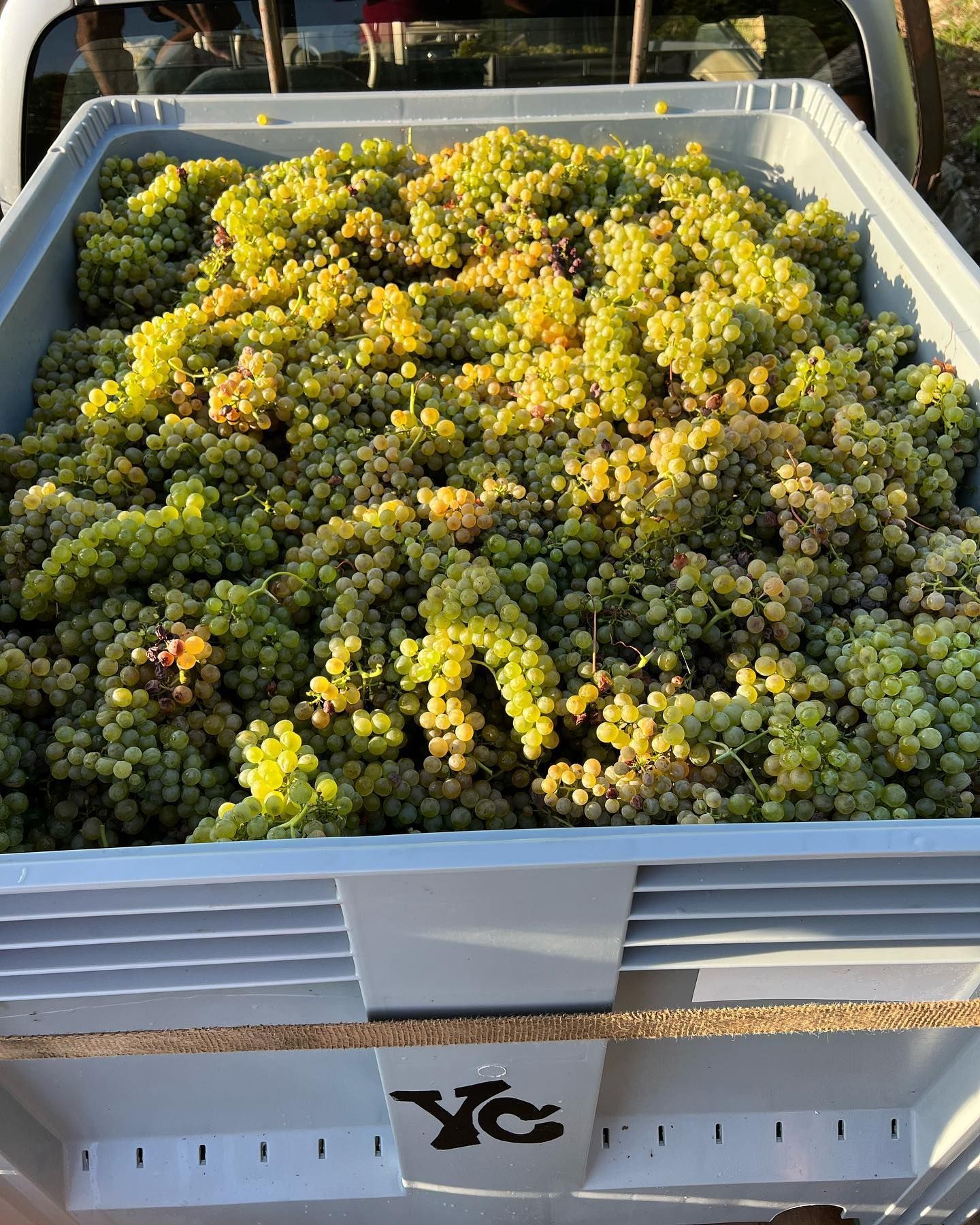 White bin overflowing with freshly harvested green grapes, at Francois Villard winery.