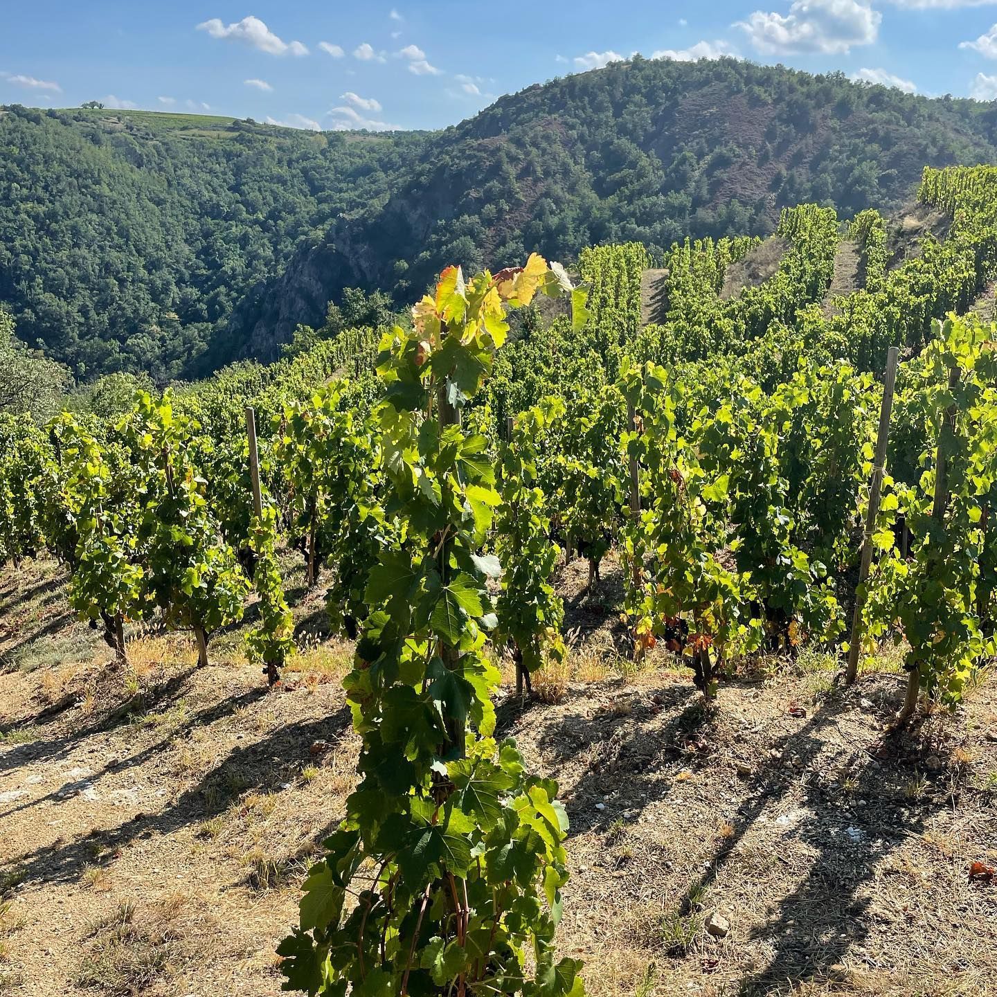 Vineyard on a hillside with rows of grapevines and lush green foliage, under a blue sky.