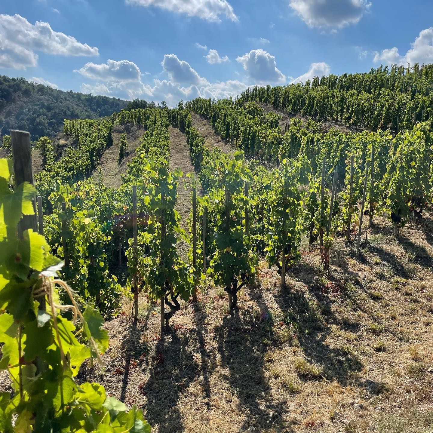 Vineyard on a hillside, rows of green grape vines under a partly cloudy blue sky.