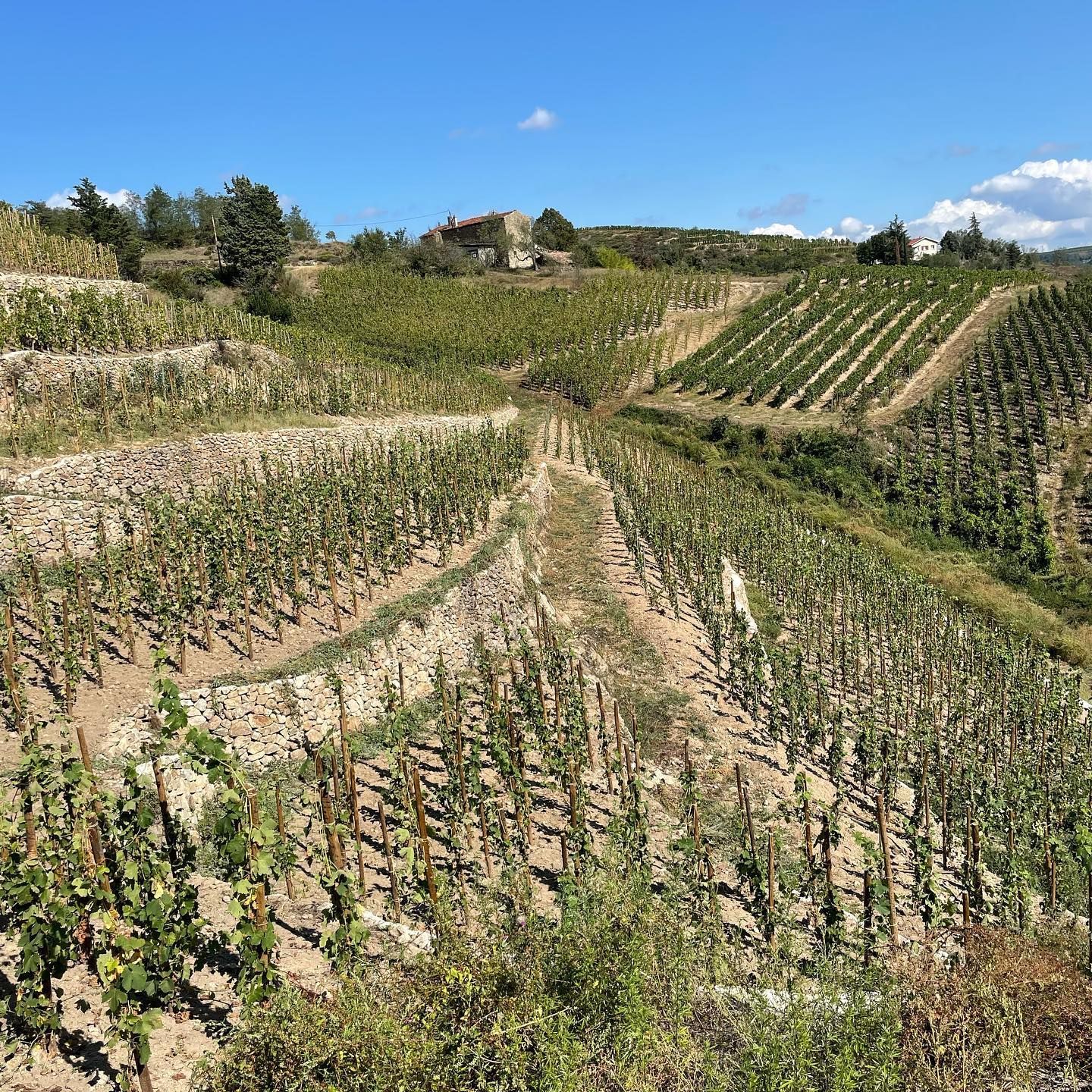 Francois Villard vineyard on a hillside with rows of grapevines, under a blue sky.