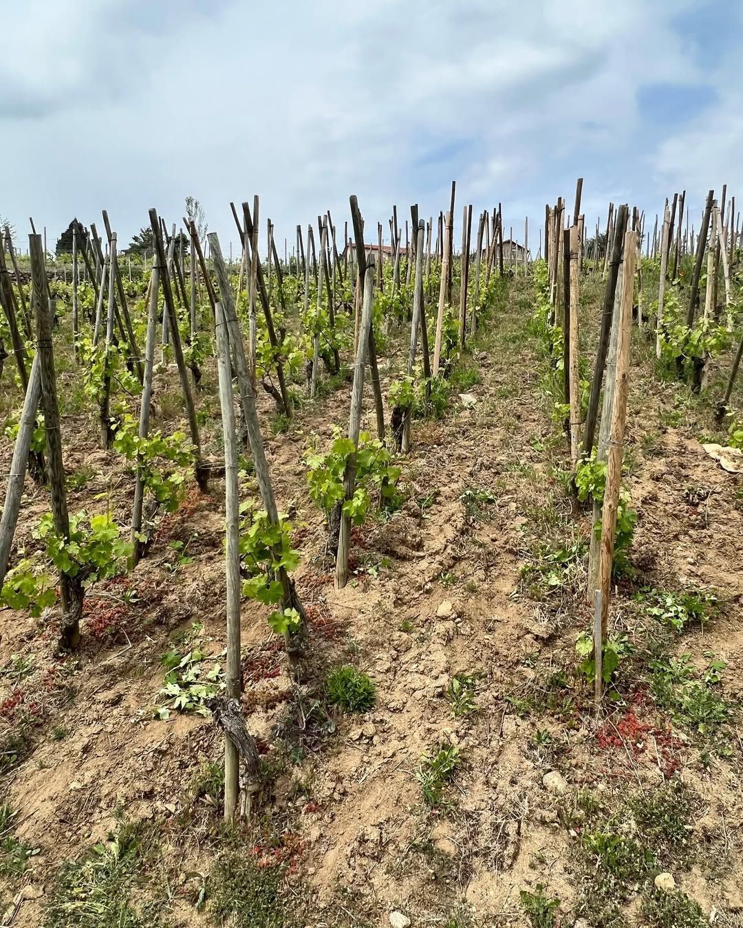 Vineyard with rows of grapevines supported by wooden posts on a hillside under a cloudy sky.
