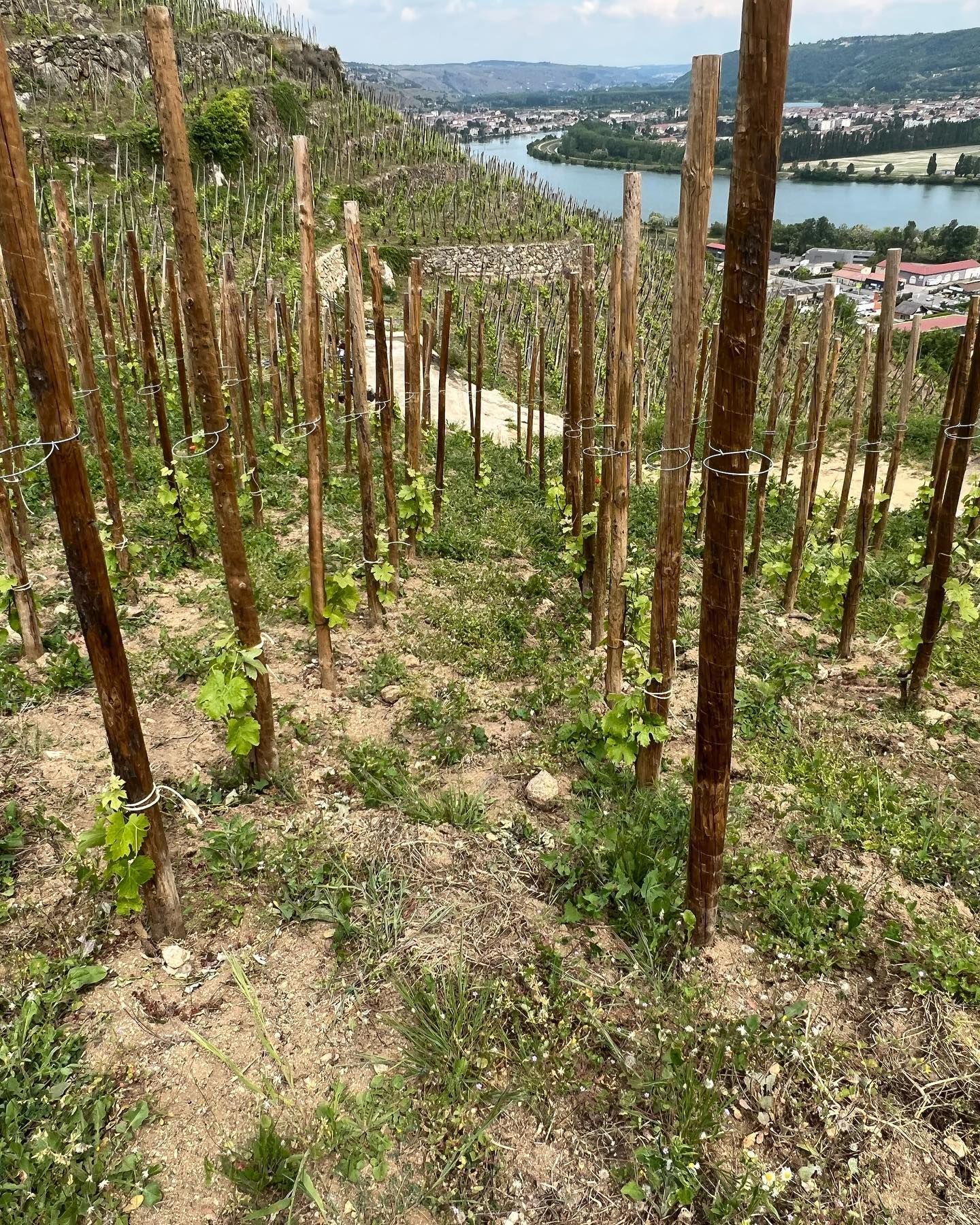 Rows of grapevines at Francois Villard vineyard, on a hillside overlooking a river.