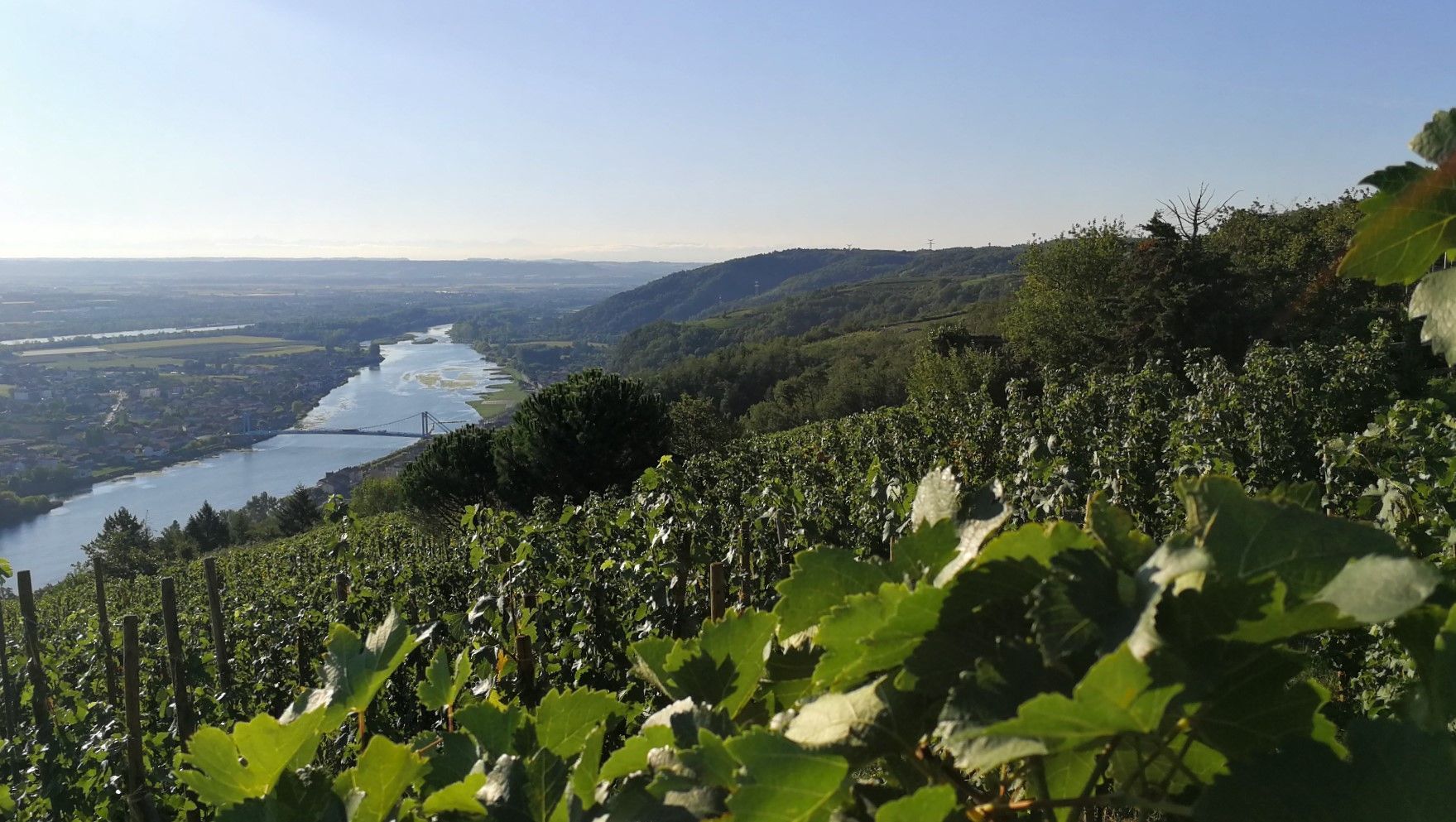Francois Villard vineyard overlooking a river and valley, under a clear blue sky.