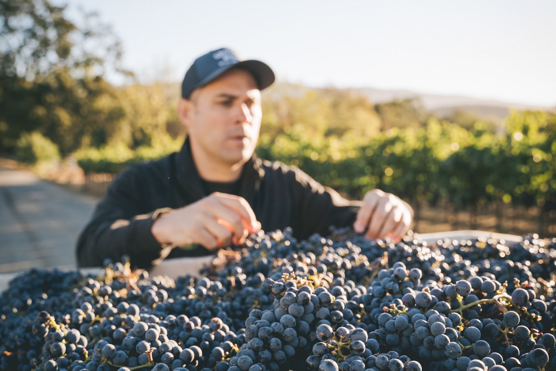 Josh Phelps in the vineyard resting against a load of grapes
