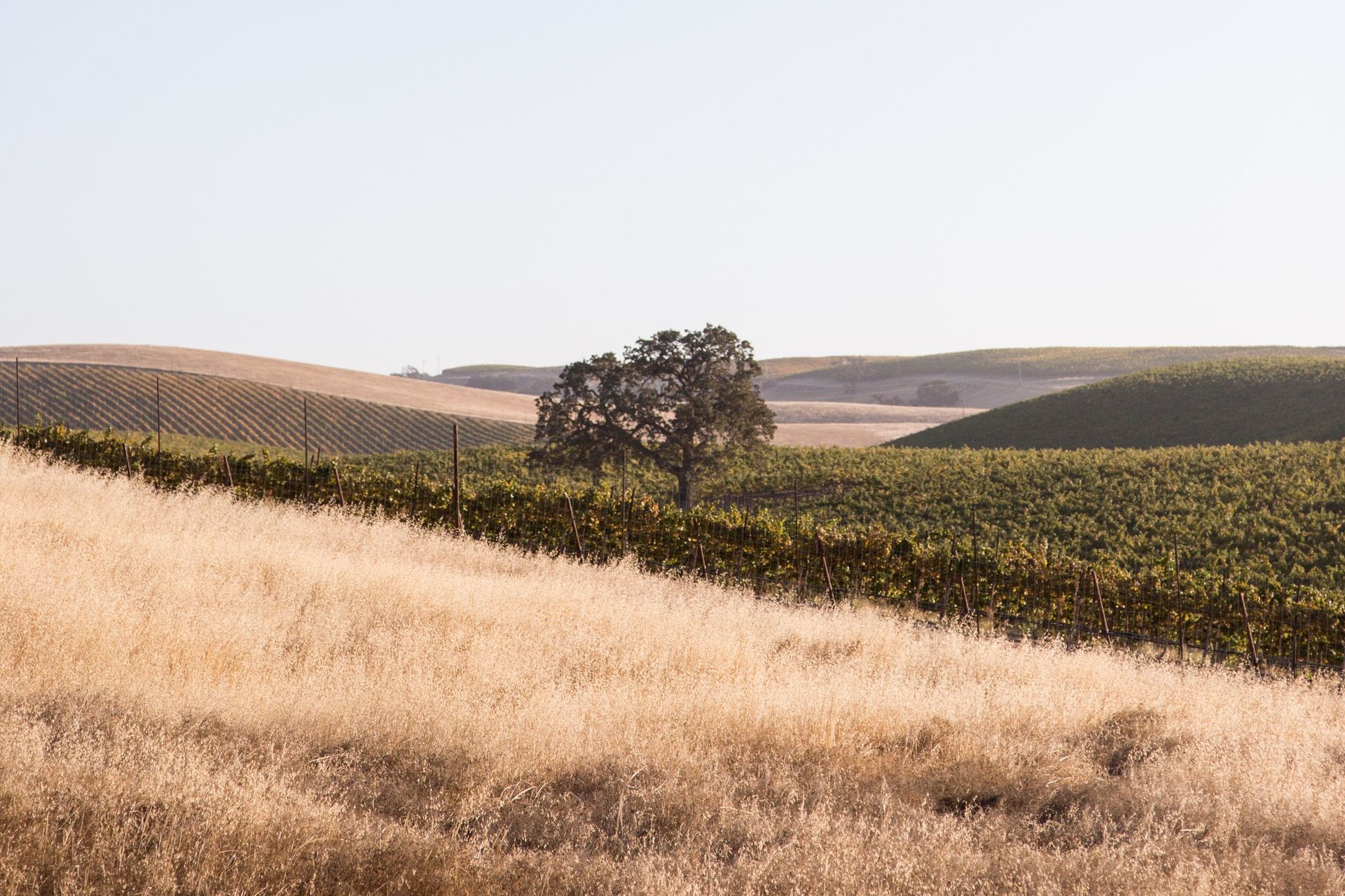 Vineyard of Grounded Wine Co, with a green landscape as a background.