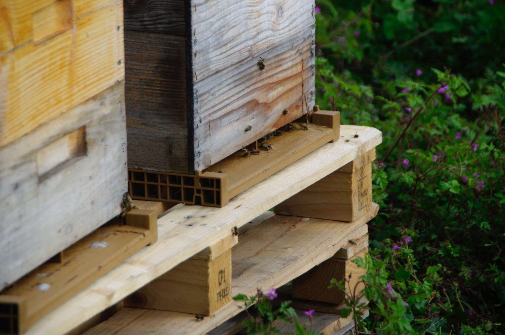 A beehive is sitting on top of a wooden pallet at Champagne Lelarge Pugeot.