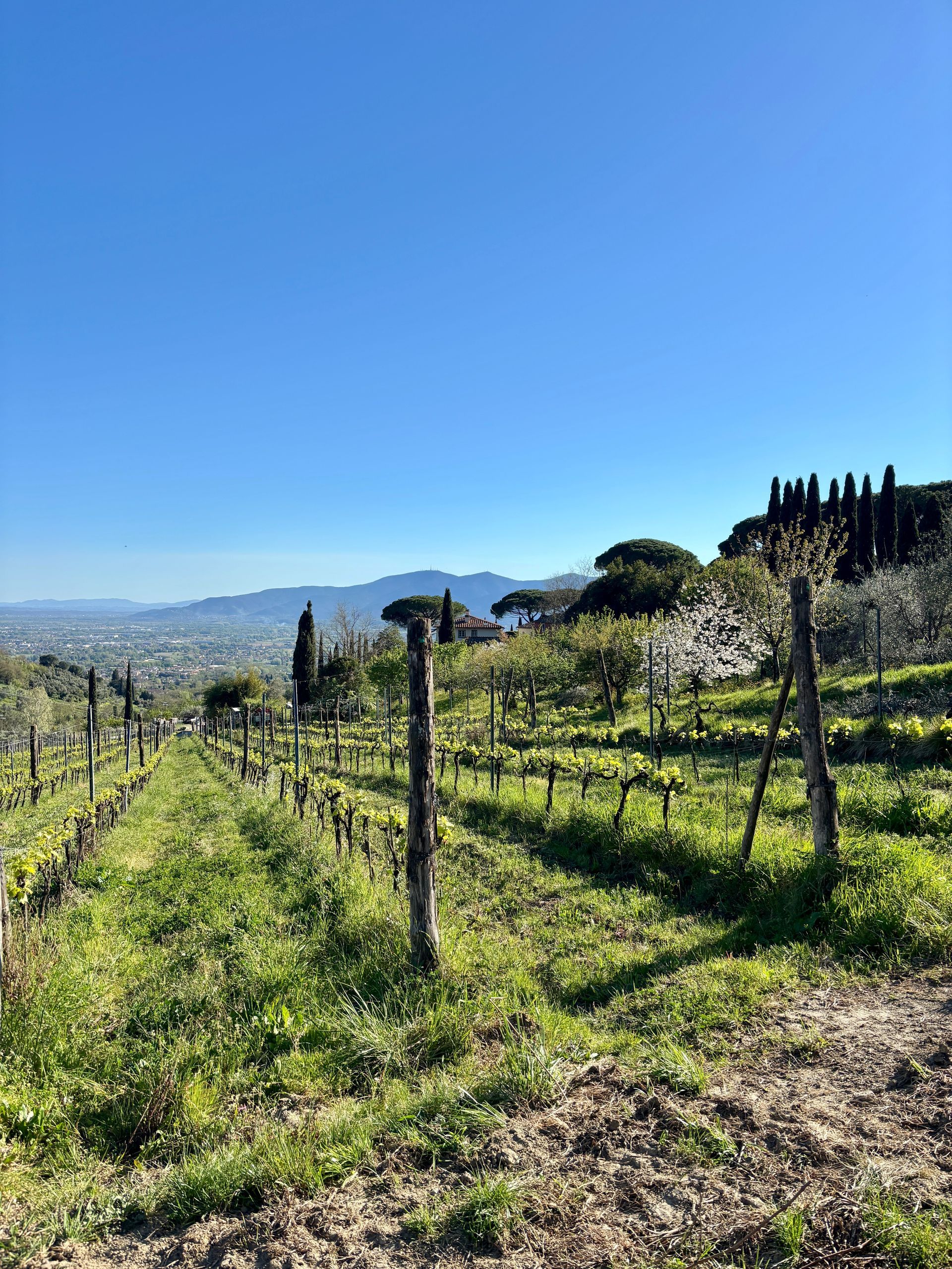Tenuta di Valgiano