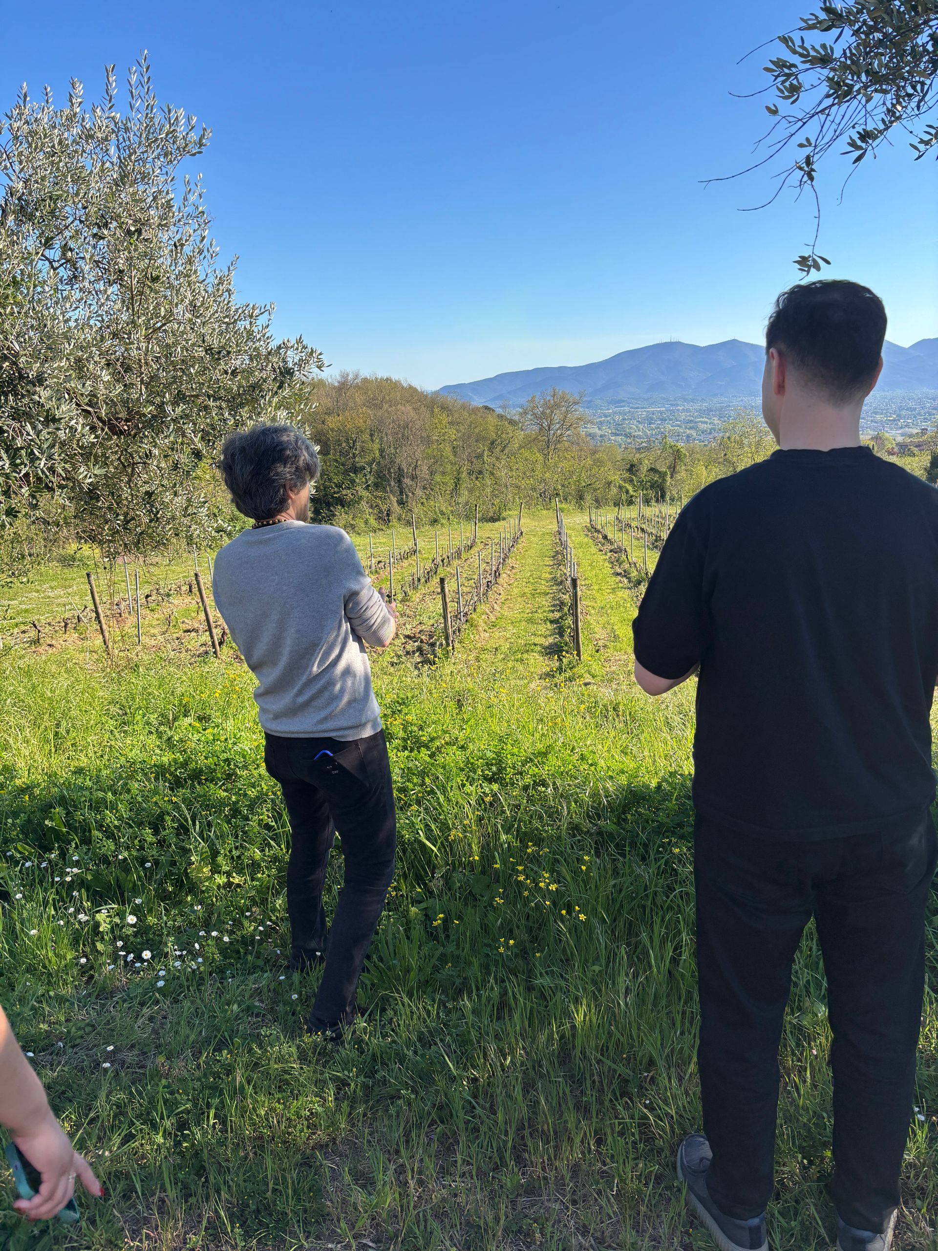 Tenuta di Valgiano