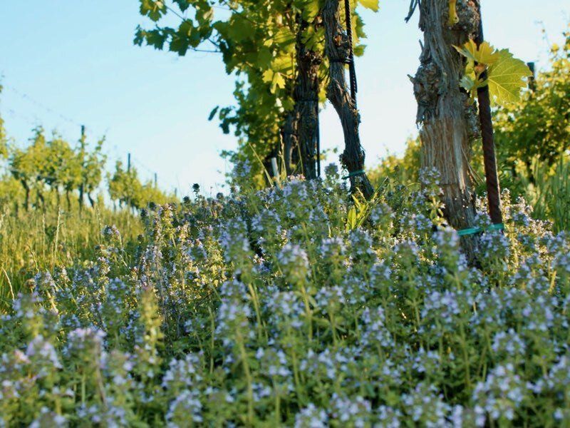Cover crops in the Zillinger Vineyards