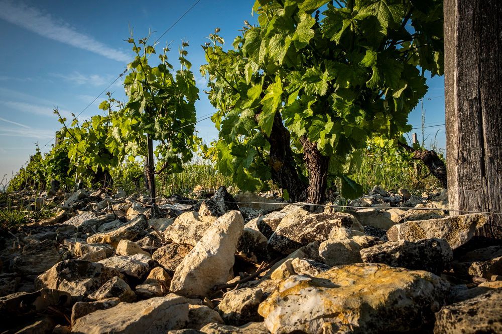 Vineyard with green vines growing over rocks under a blue sky.