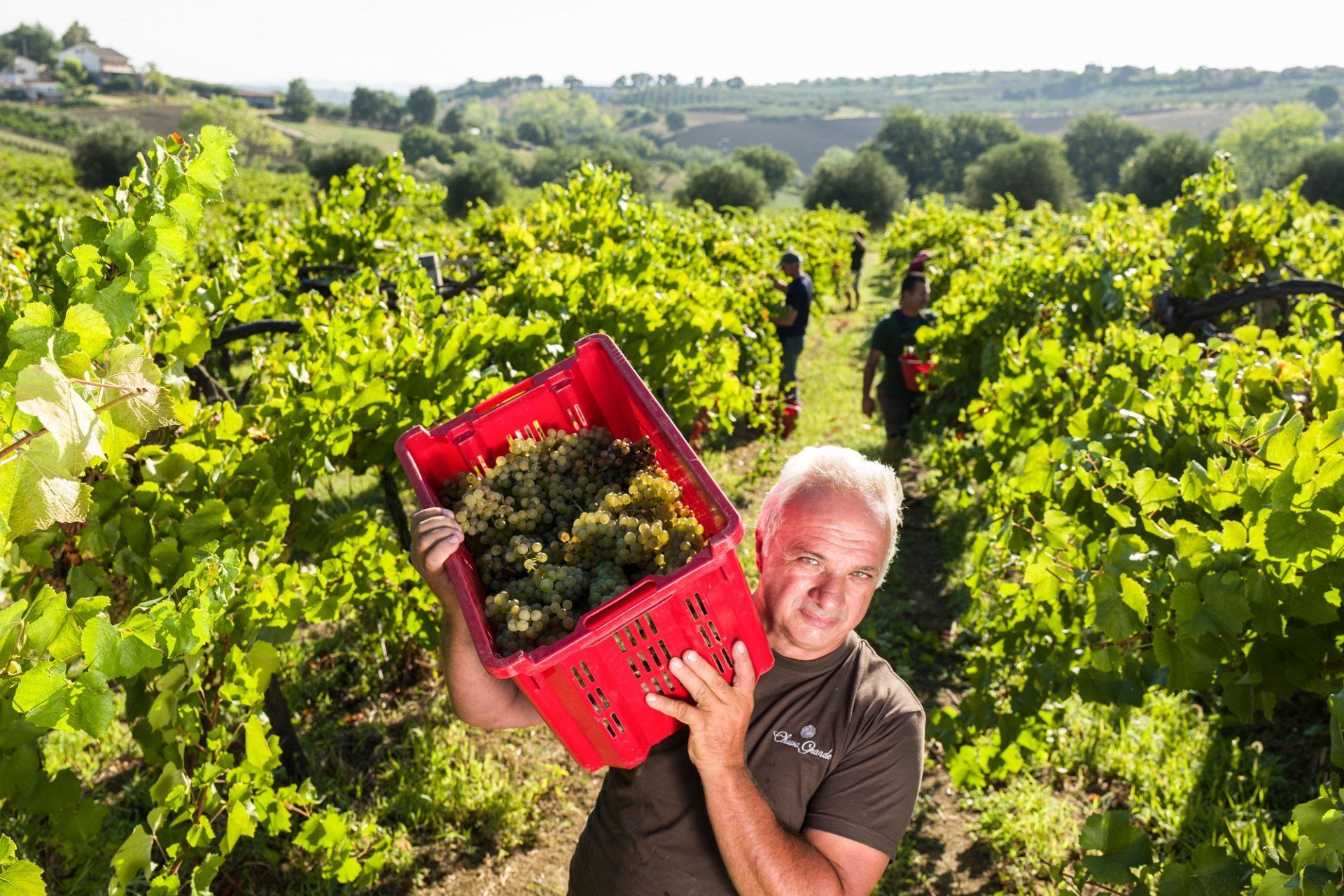 Man carrying a red crate full of grapes in a vineyard; people working in the background.
