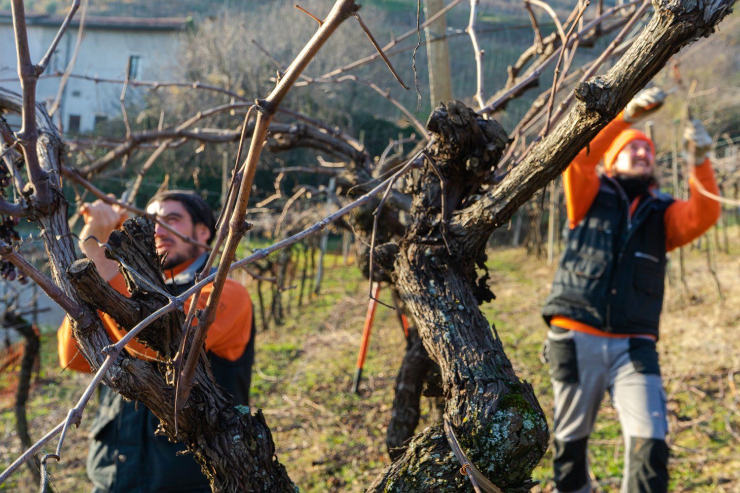 Winemakers of Marcobarba pruning grape vines in an orchard.