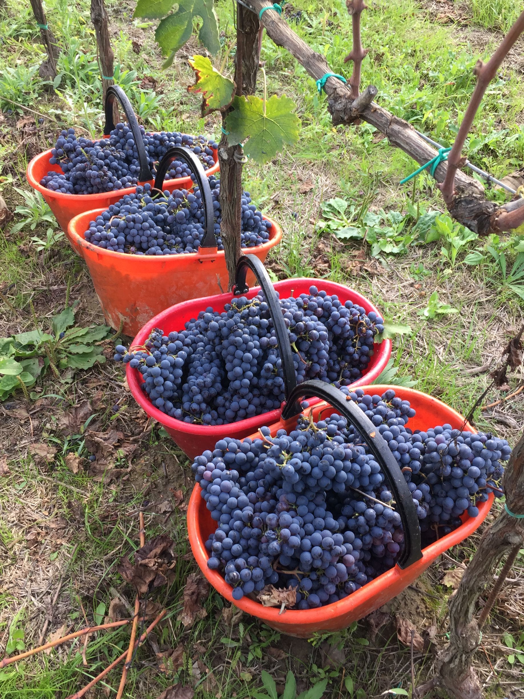 Contucci