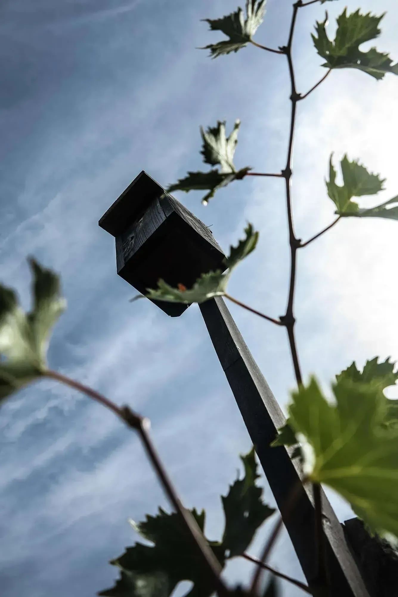 Low-angle shot of a metal post with a square top, surrounded by grape vines at Pian dell'Orino