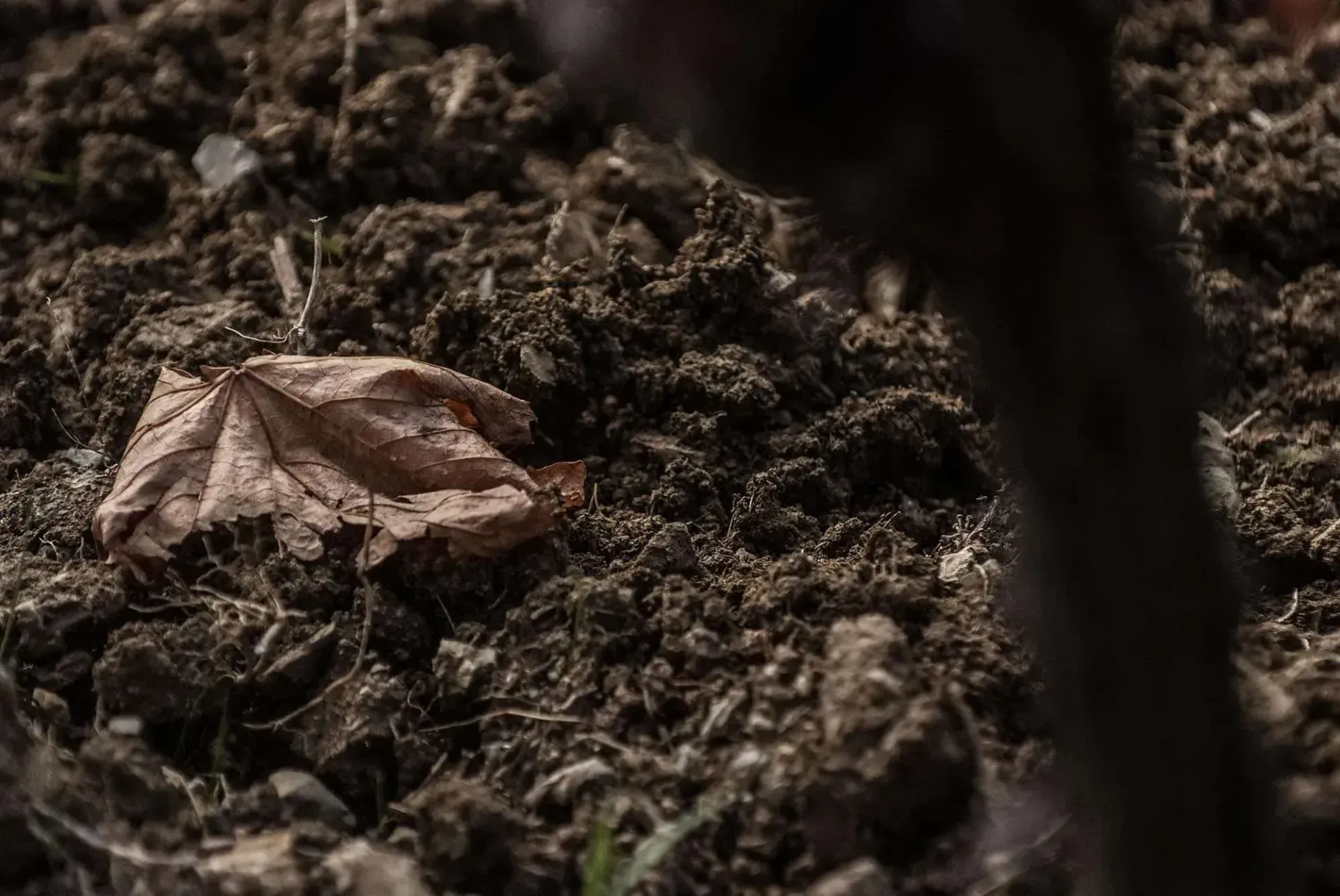 Brown, dry leaf on dark, tilled soil, at Pian dell'Orino vineyard.