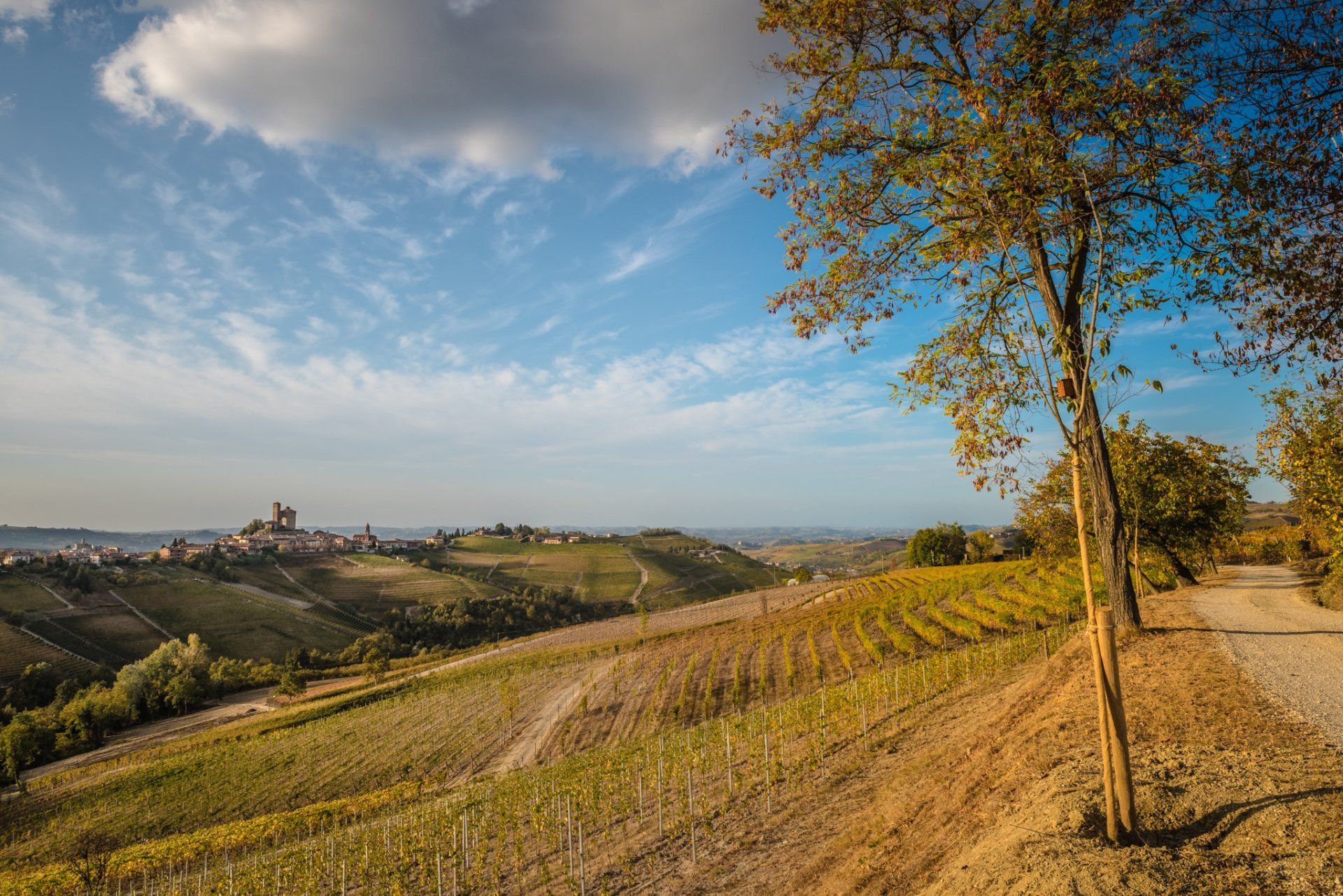 Vineyard with rolling hills and trees at Rivetto