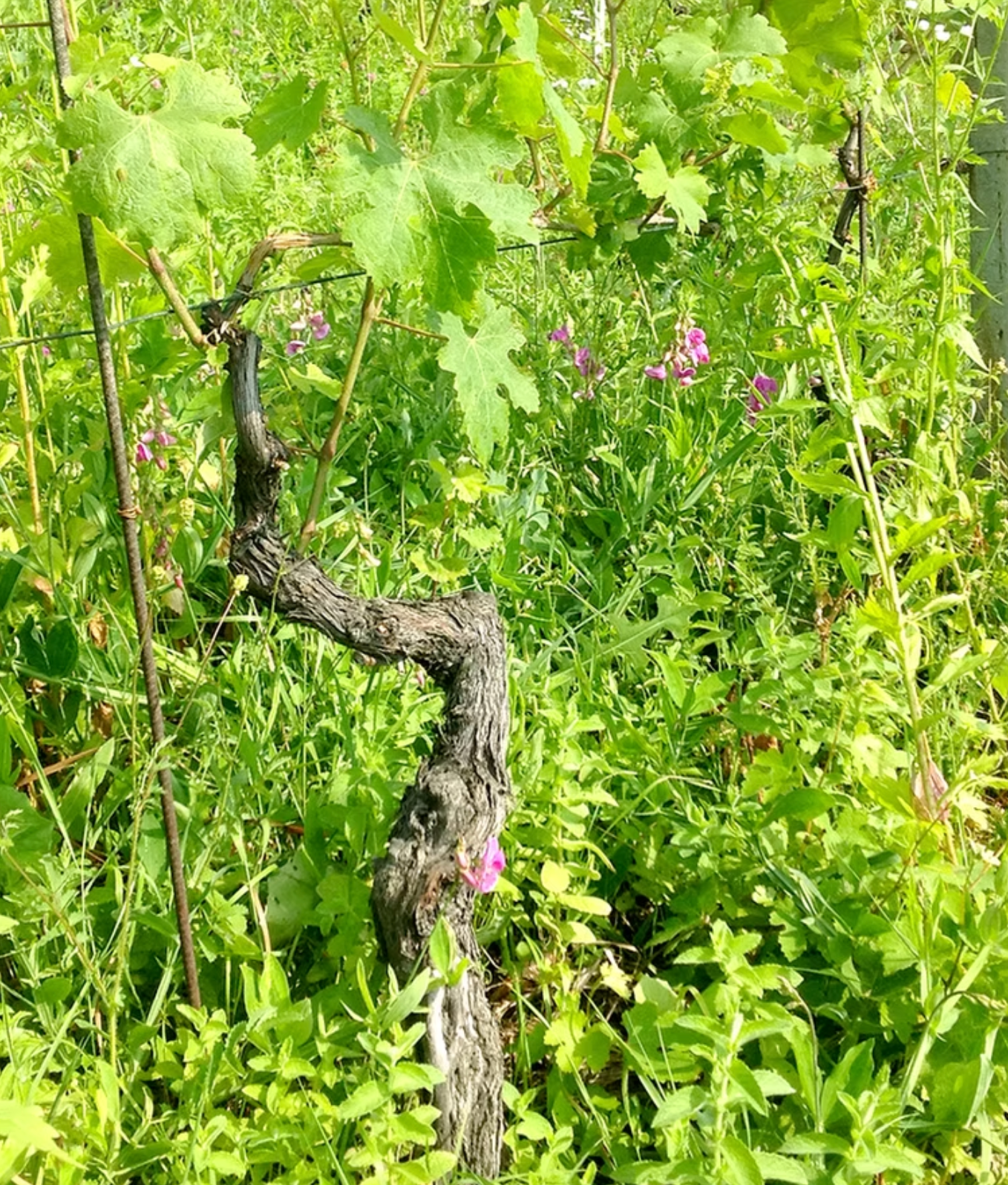 Grape vine with green leaves and a gnarled, brown trunk, surrounded by dense green vegetation and some pink flowers.