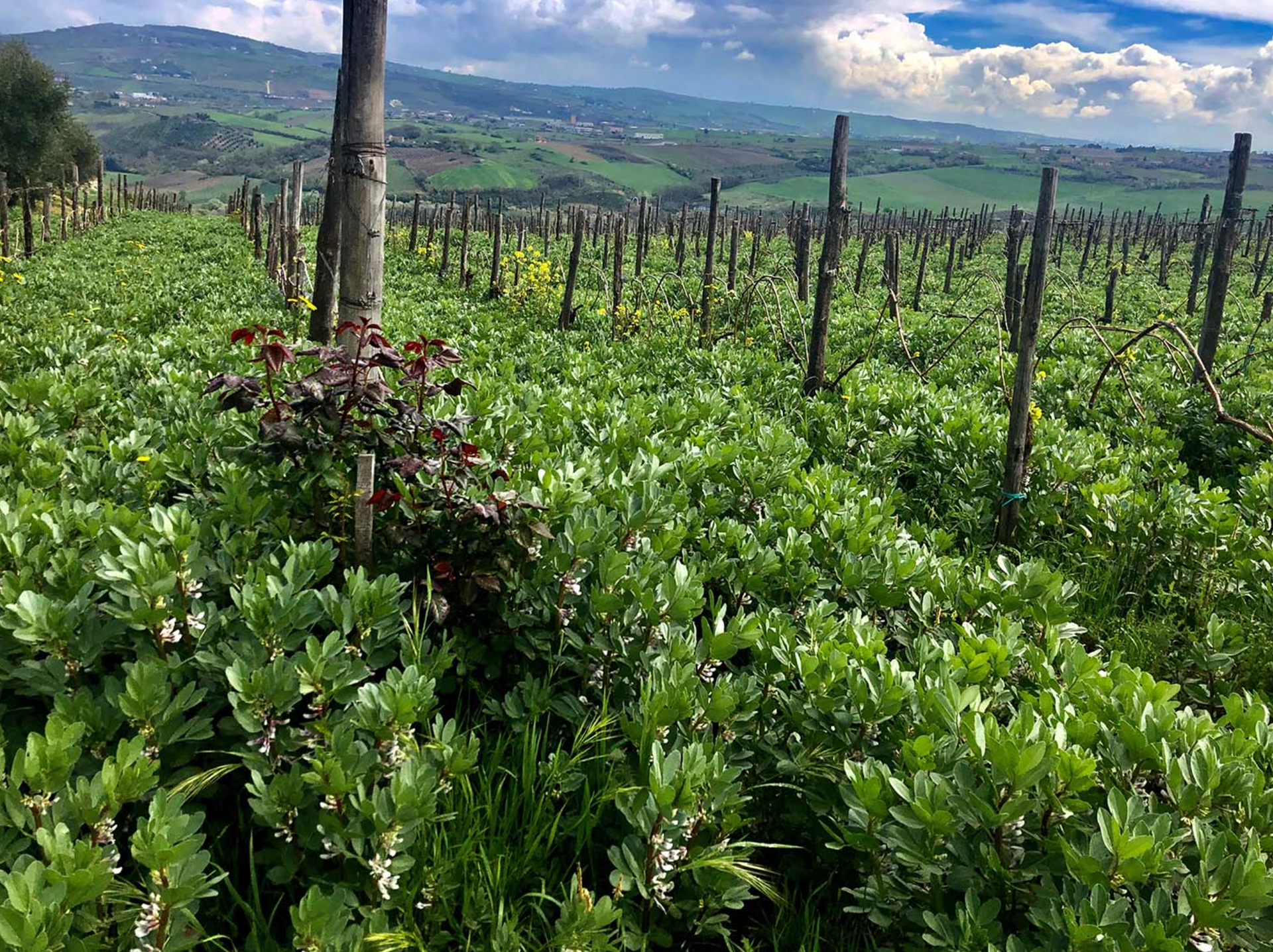 Fattoria La Rivolta