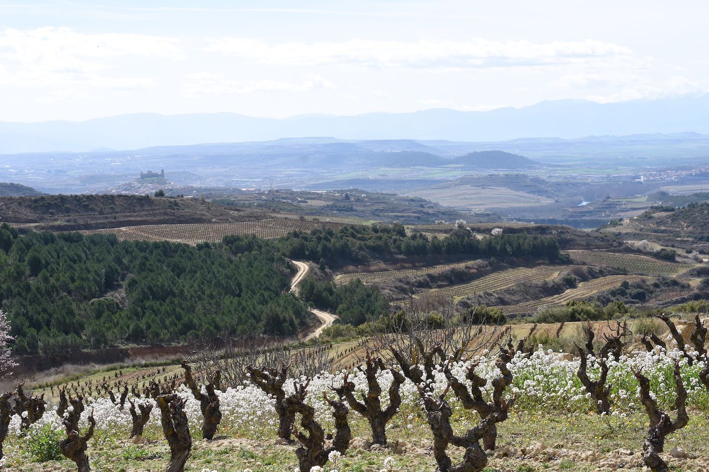 Sierra de Tolono´s vineyard