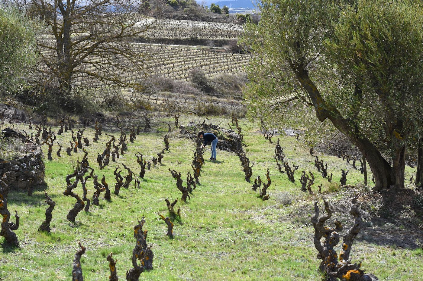 Pruned grapevines in a vineyard with rolling hills at Sierra del Toloño.