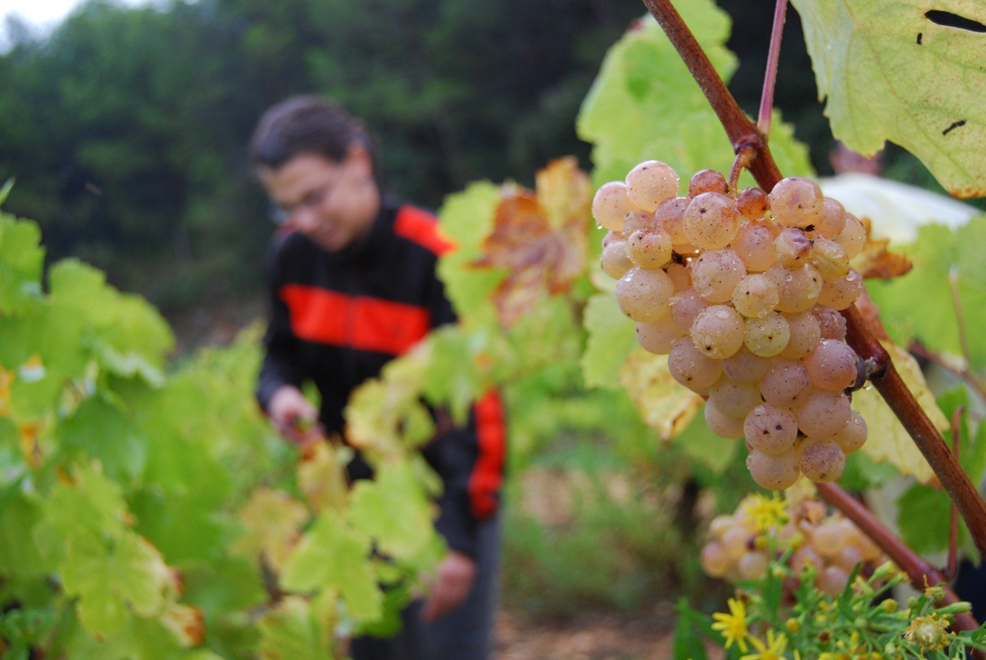 White wine grapes on the vine at Suriol vineyard during harvest.
