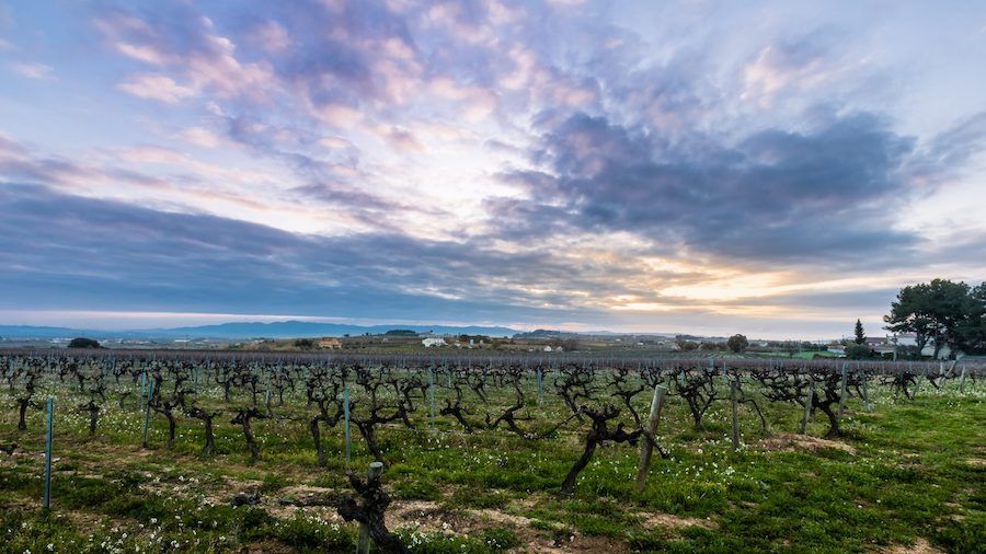 Suriol vineyards