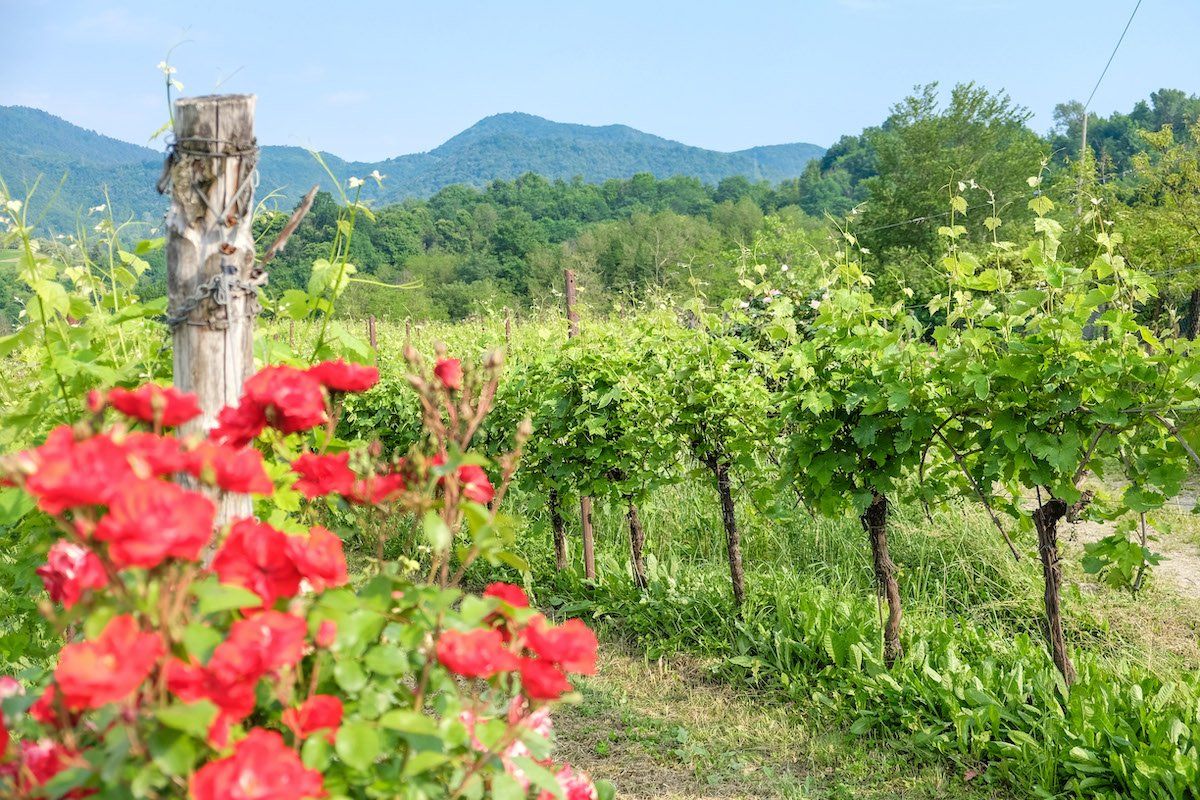 Tenuta Amadio vineyard with grapevines and red roses in foreground