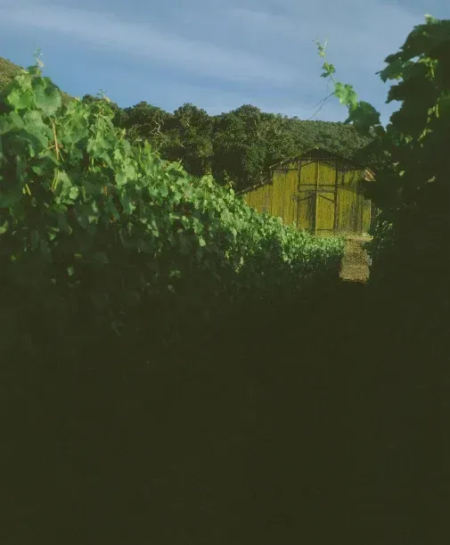 Vineyard with a yellow weathered building nestled amongst the vines, at Sandhi winery.