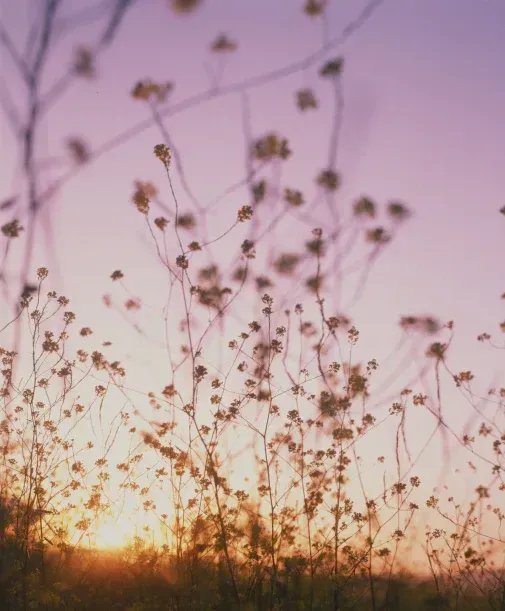 Silhouette of wildflowers against a pastel pink and purple sunset, at Sandhi vineyard