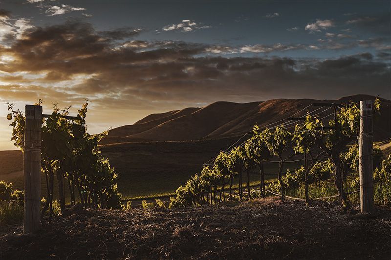 Wines from around the world