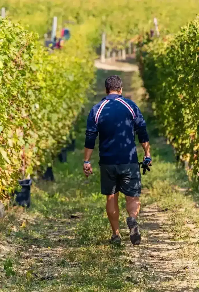 Alberto Voerzio in the vineyard