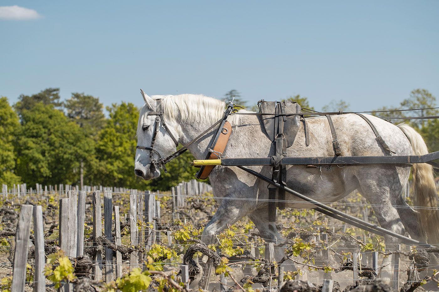 Château Pontet Canet
