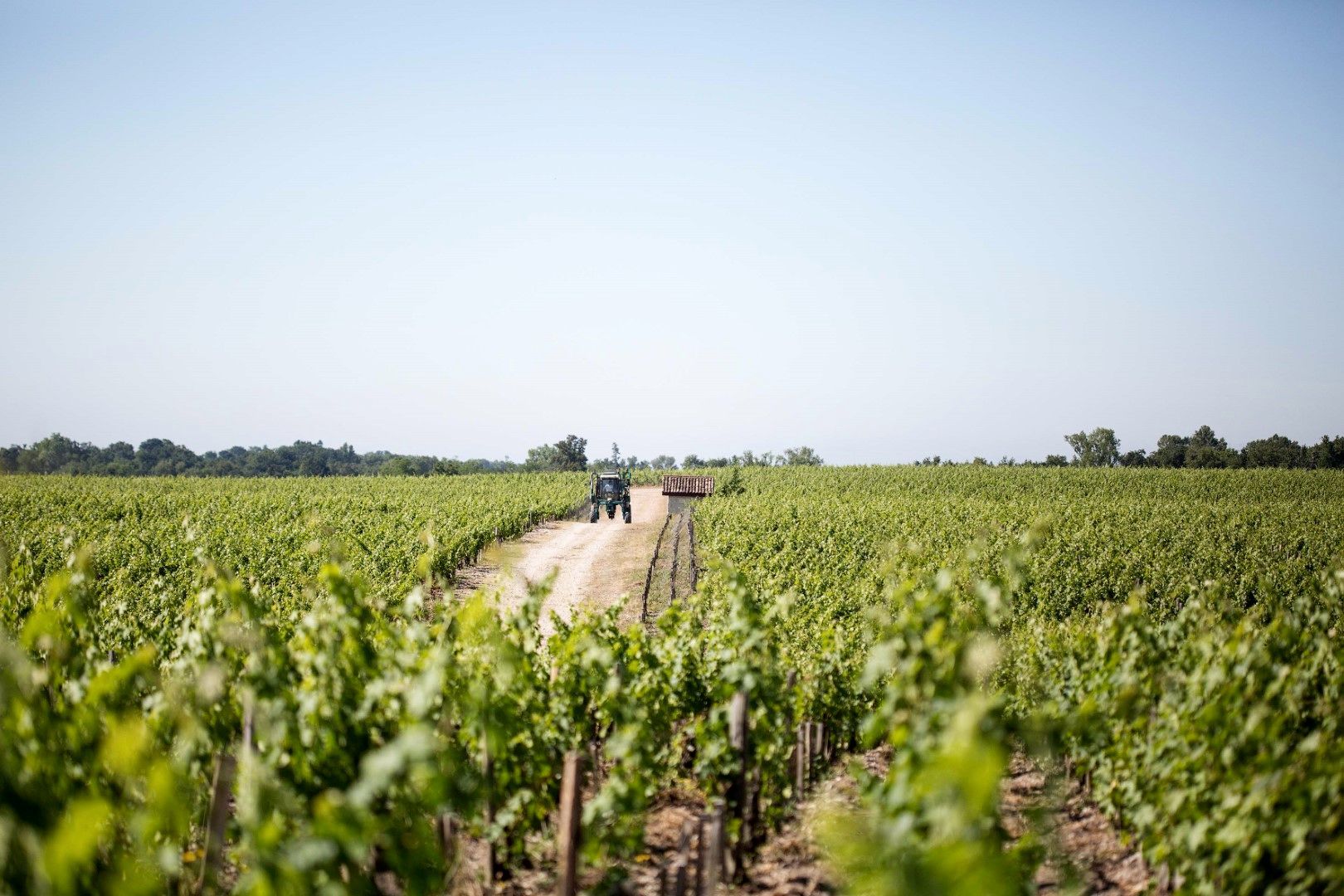 Château Pontet Canet