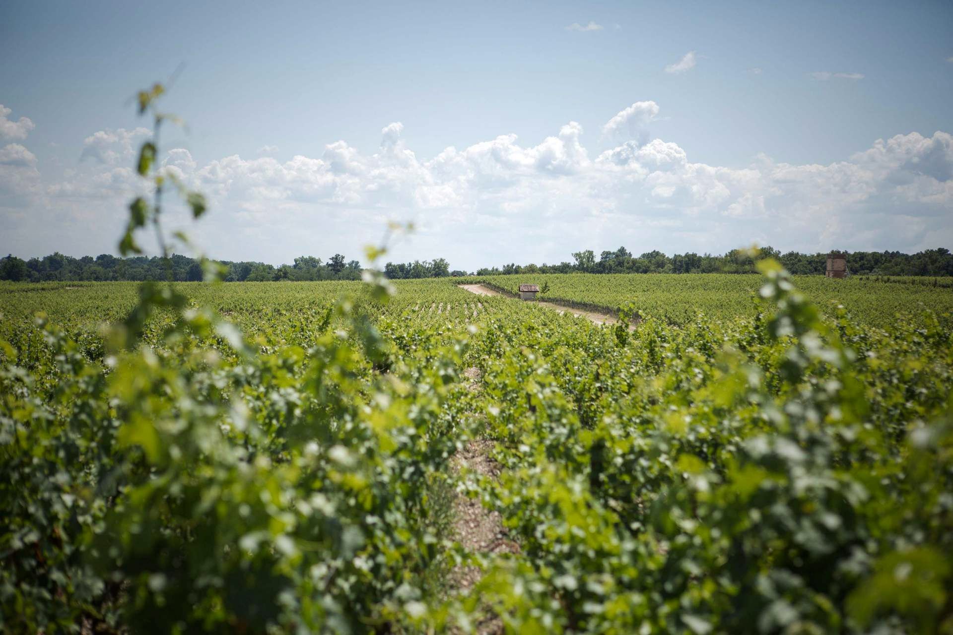 Château Pontet Canet